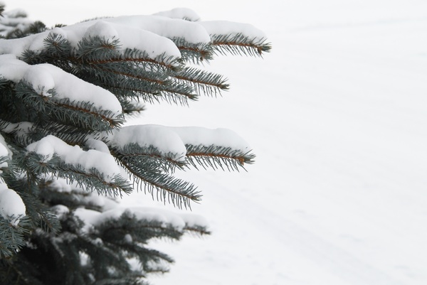 new snow on pine tree branches