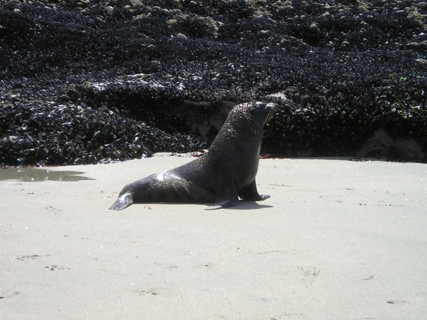 new zealand seal south island