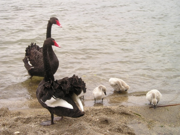 new zealand swans black