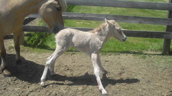 newborn filly horse