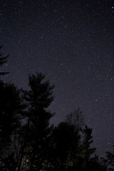 night sky stars trees