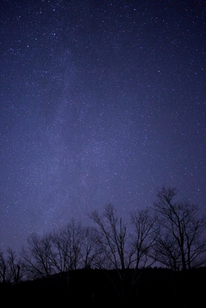 night stars sky trees 