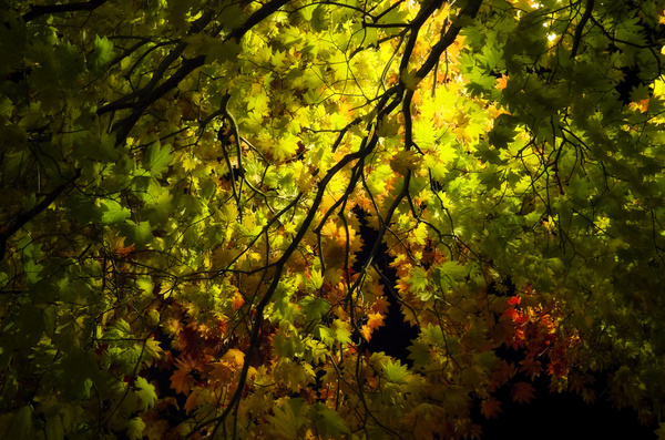 Dark night tree background photos free download 22,729 .jpg files