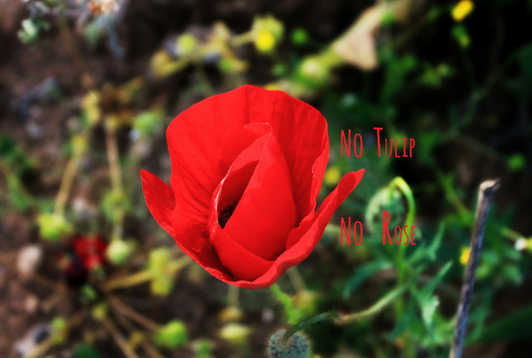 no tulip no rose