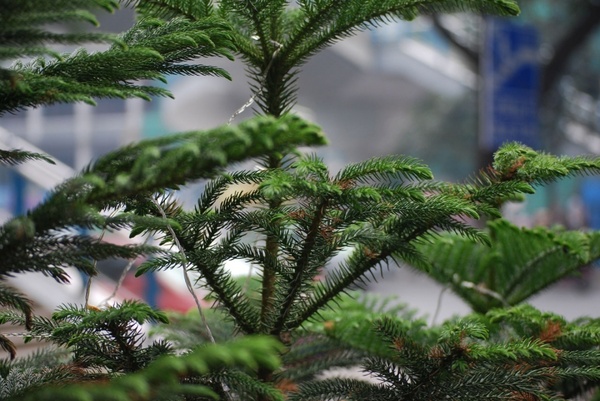 norfolk island pine tree