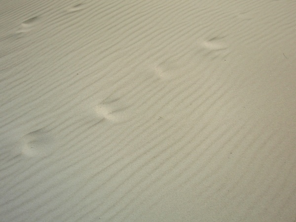 north sea beach sand