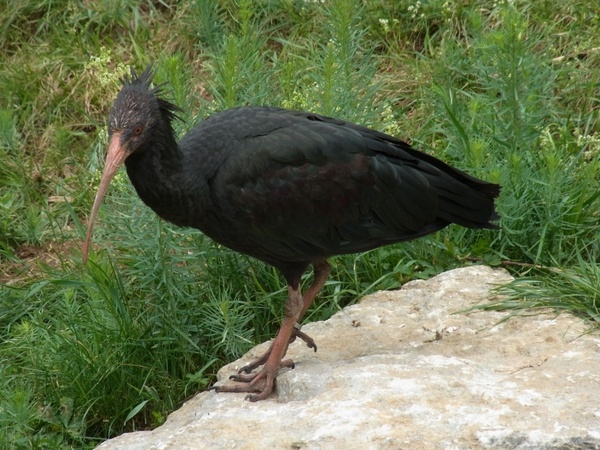 northern bald ibis geronticus eremita bird