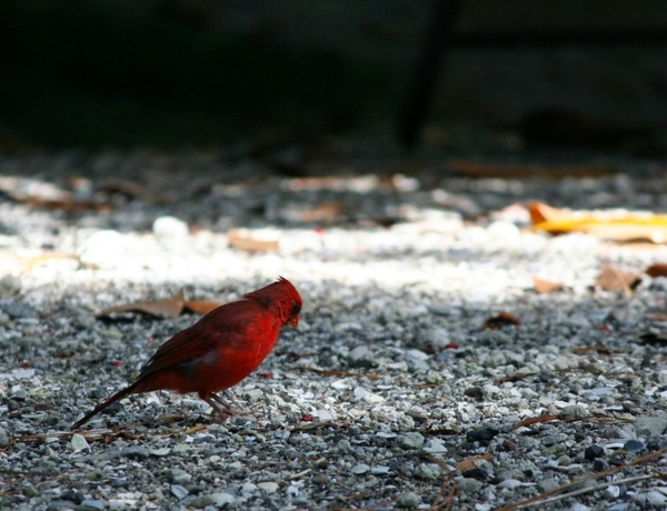 northern cardinal red bird feathers