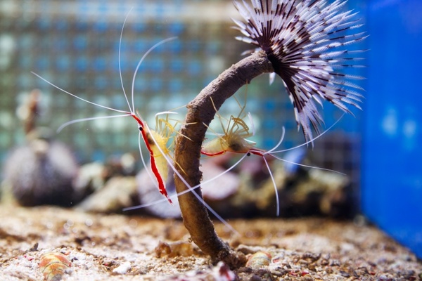 northern cleaner shrimp 
