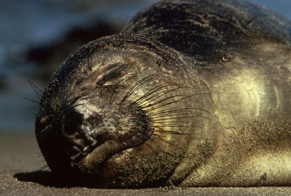 northern elephant seal animal wildlife
