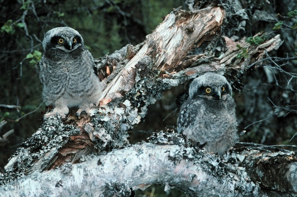 northern hawk owl owls bird