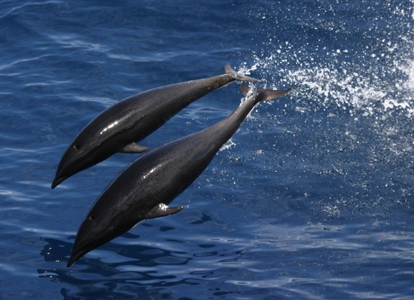 northern whale dolphin sea ocean
