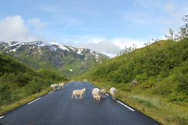 norway sheep drive