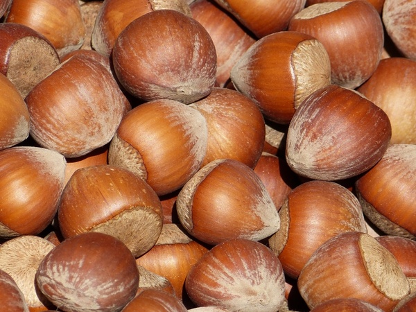 nut nuts hazelnuts