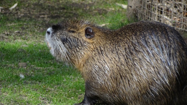Nutria pets water Photos in .jpg format free and easy download unlimit