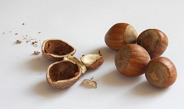 nuts hazelnuts shell