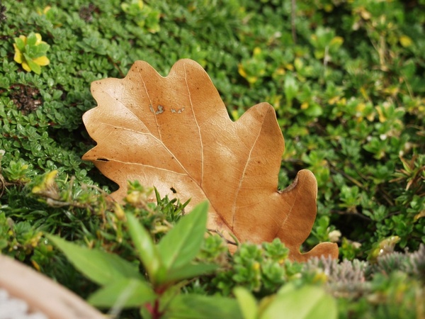 oak leaf moss nature