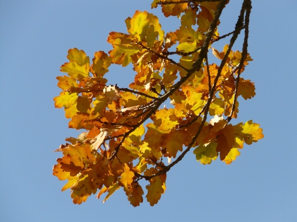 oak leaves oak quercus