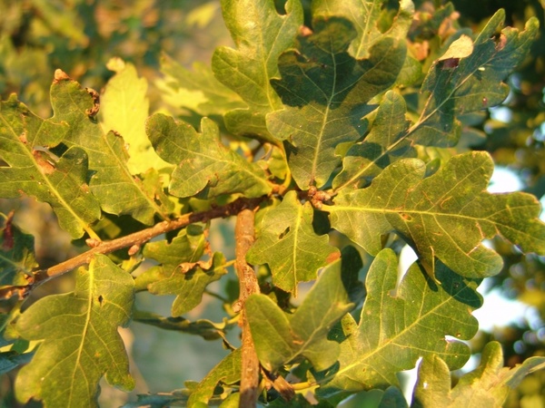 oak oak leaves acorns