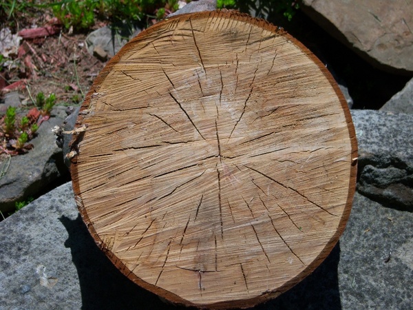oak tree slice
