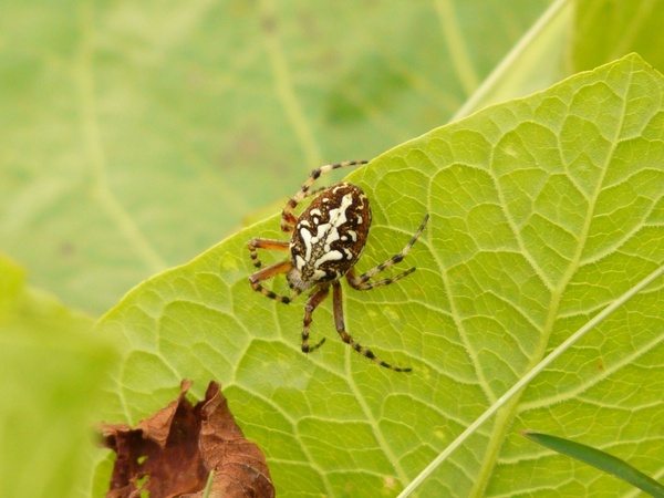 oakleaf-orb-weavers oakleaf-kreuzspinne spider 