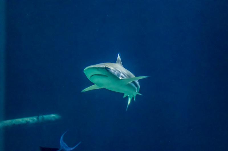ocean backdrop picture contrast swimming shark scene 