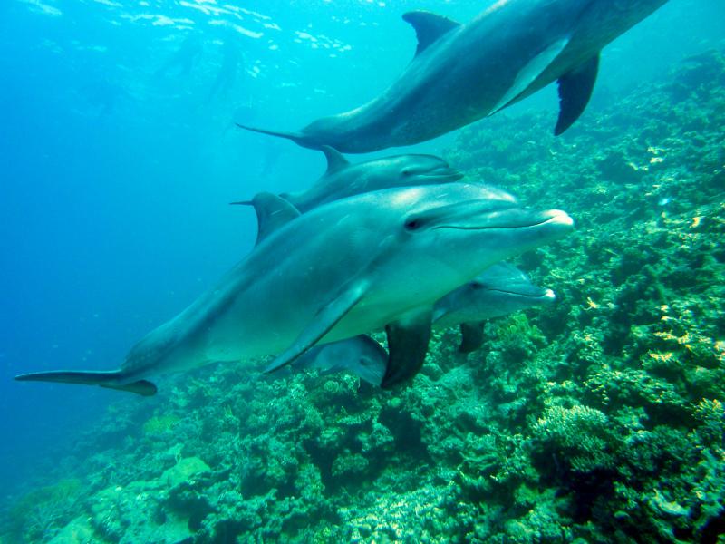 ocean scenery picture dynamic playful dolphins herd  