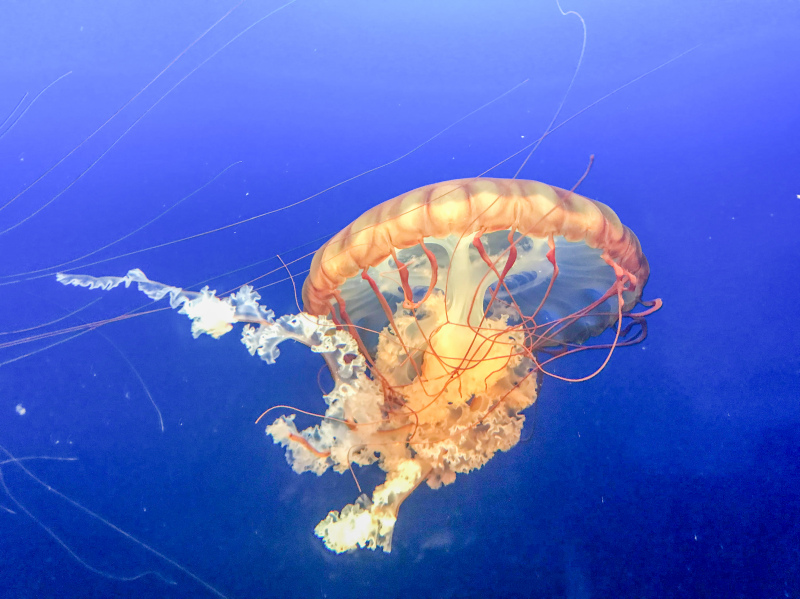 ocean species picture elegant swimming jellyfish 