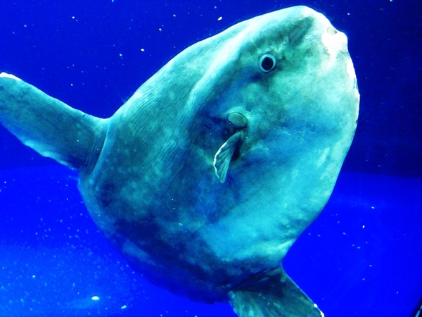 ocean sunfish mola mola 