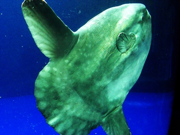 ocean sunfish mola mola