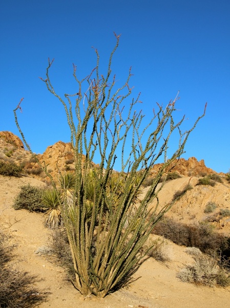 ocotillo fouquieria splendens desert coral