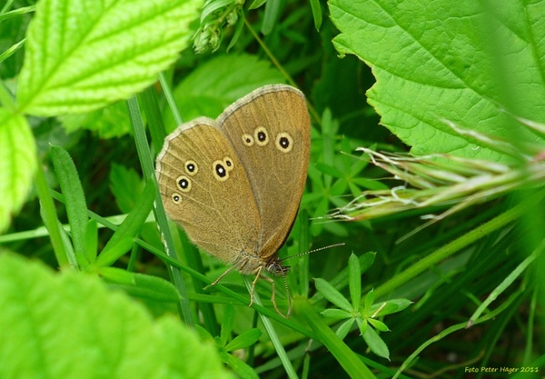 odor brown butterfly