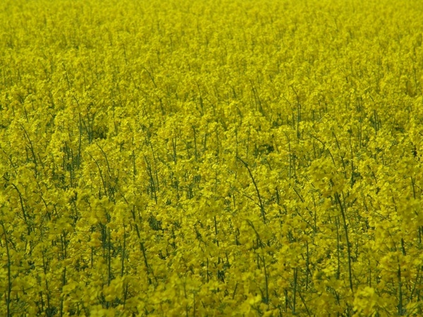 oilseed rape yellow fields