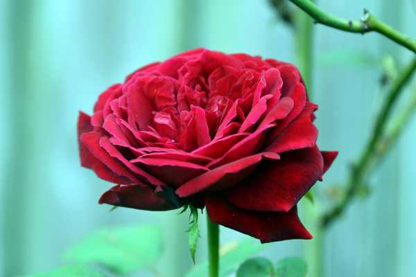 old fashion rose