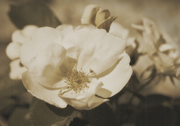 old rose 