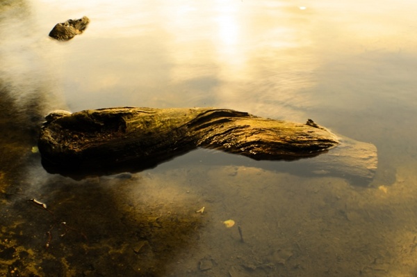 old wood in the water