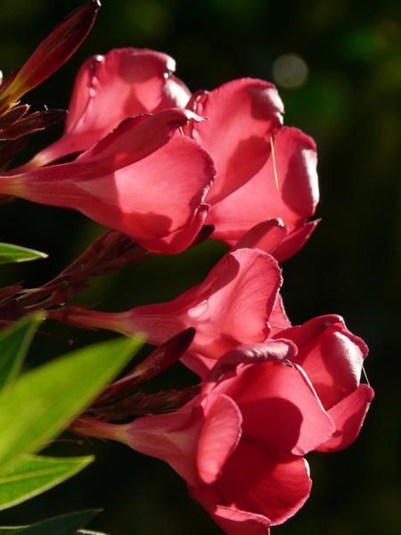 oleander bush nerium oleander 
