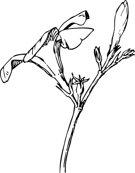 Oleander Flower And Bud clip art