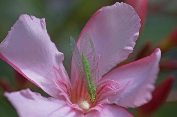 oleander flower hoverfly flower