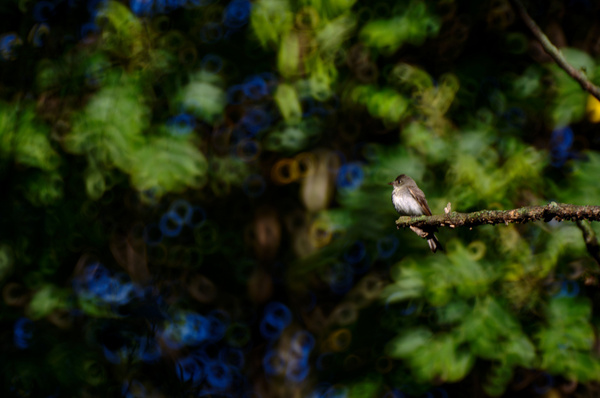 olive sided flycatcher i