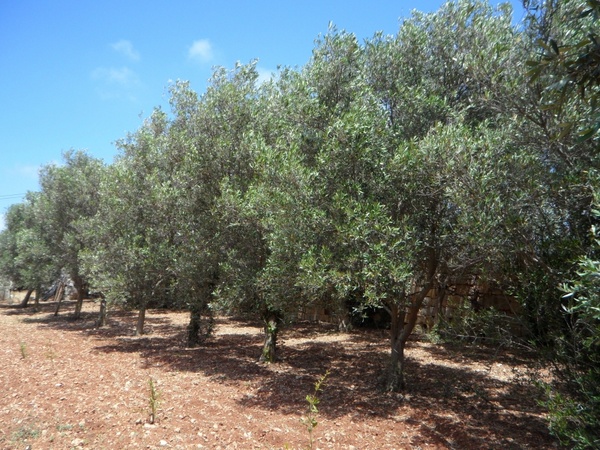 olive trees series olives