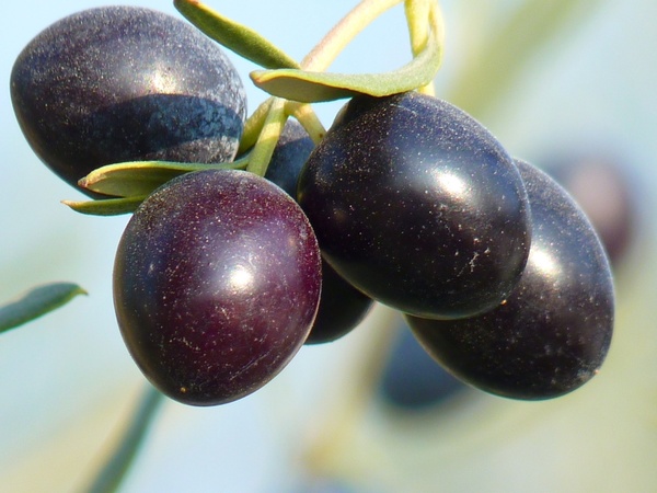 olives fruit olive tree