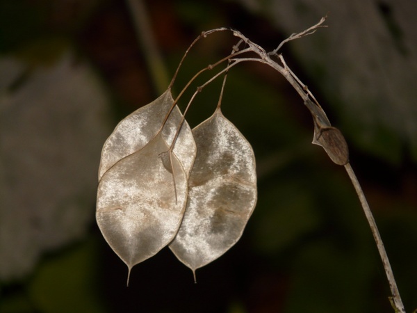one-year silver leaf lunaria annua silver leaf