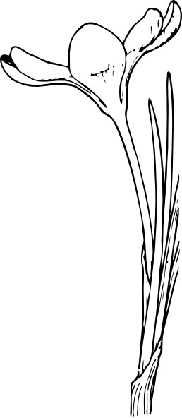 Open Crocus Flower clip art