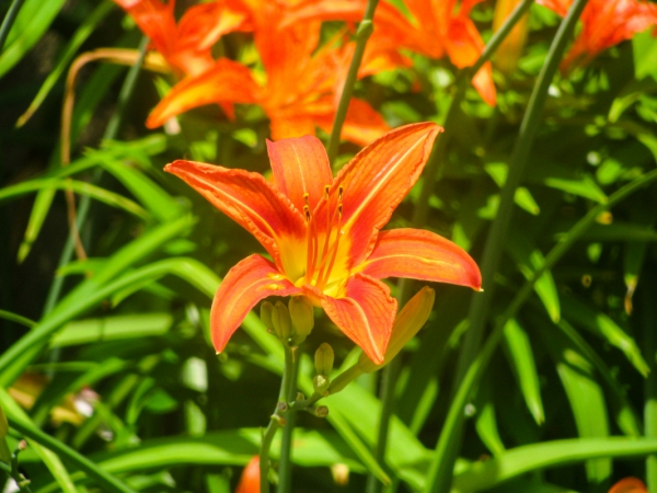 open orange flower
