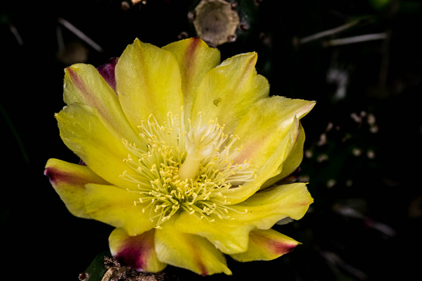 opuntia monacantha flower