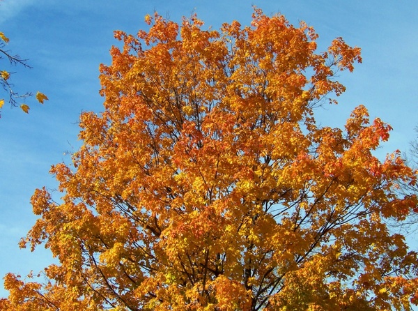 orange and yellow leaves