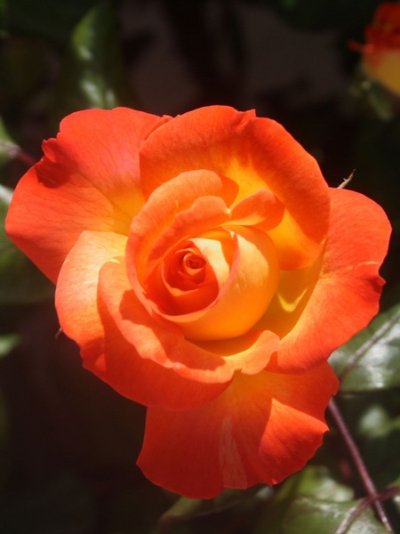 orange and yellow rose