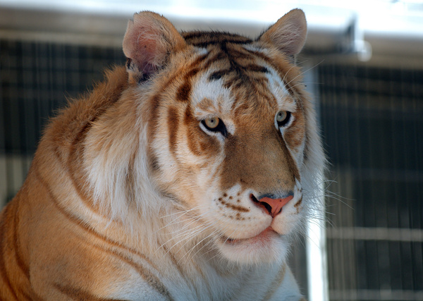 orange bengal tiger 5 
