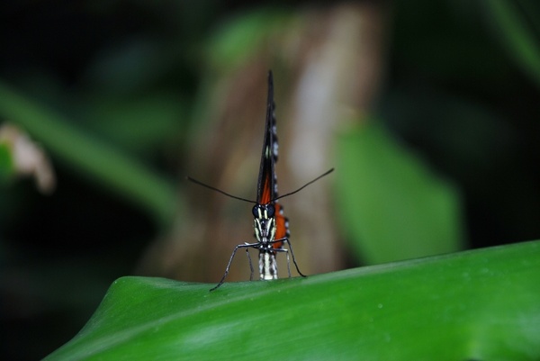 orange butterfly bug